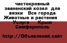 чистокровный зааненский козел  для вязки - Все города Животные и растения » Услуги   . Крым,Симферополь